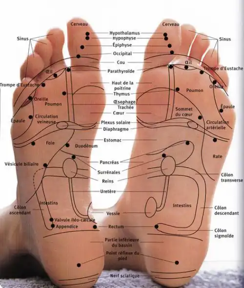 réflexologie pluridisciplinaire